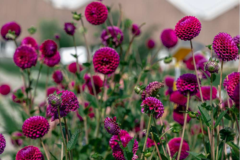 Dahlia 'Downham Royal'